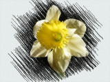 Daffodil #1