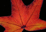 Leaf2small.jpg