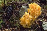 Coral Mushroom.jpg