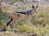 Black Backed Jackal.jpg