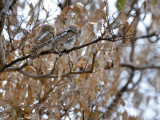 Barred Owls.jpg