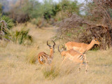 Impala fighting over the ladies2.jpg