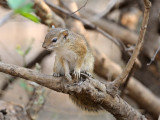 African Tree Squirrel.jpg