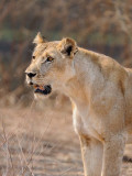 Always Looking for Prey.jpg