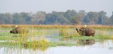 Cape Buffalo and Egrets2+.jpg