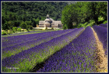 PROVENCE - LAVENDER AND SUNFLOWERS - JULY 2008