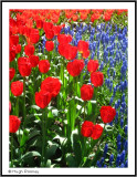 HOLLAND - KEUKENHOF PARK