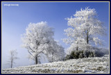  Ireland - Co.Monaghan - Trees at Tullyard