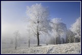  Ireland - Co.Monaghan - Trees at Tullyard