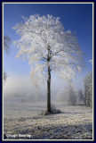  Ireland - Co.Monaghan - Trees at Tullyard