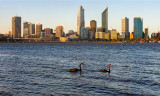 Perth and black swans in Swan River