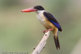 Black-Capped Kingfisher (winter migrant)