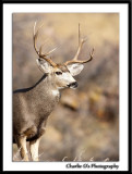 4-Point Muley...