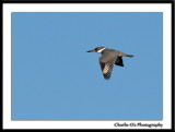 Kingfisher in Flight...