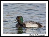 Drake Greater Scaup