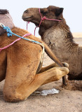 Camel has a pee