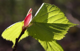 Spring in forest