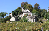 Small vineyard in Ticino