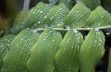 leaf with pearly