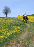 Riding through the spring field