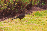 Chiguanco Thrush Yucay Peru