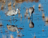 Sandhill Cranes Feeding