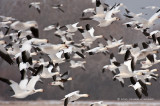 Snow Geese Take Wing