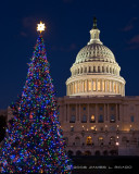 Capitol Christmas Tree