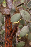 CactusTrees2365.jpg