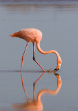 Flamingo1796.jpg
