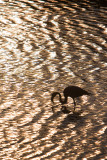 FlamingoSilhouette1871.jpg