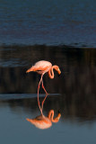 FlamingoV1779.jpg
