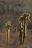CactusTrees7632.jpg