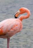 FlamingoPreening5259.jpg