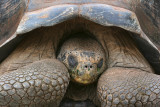 TortoiseSleeping4970.jpg