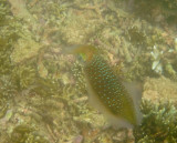 Vanuatu Fish