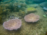 vanuatu corals