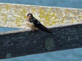 Swallow on the Fence