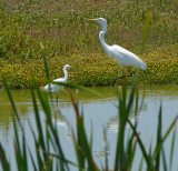 Great Egret and a Snowy Egret