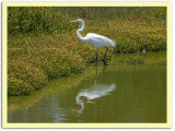 Great Egret with Yellow Flowers