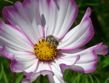 Bee In a Cosmo