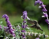 Hummer Lunch