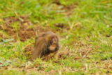 Gopher Teeth