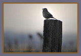 Song Sparrow Silhouette