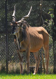 Giant Eland