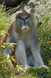 Patas Monkey