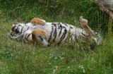 Tiger Roll