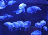 Moon Jelly Tank