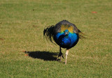 Peacock Walk