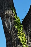 Ivy On Trunk